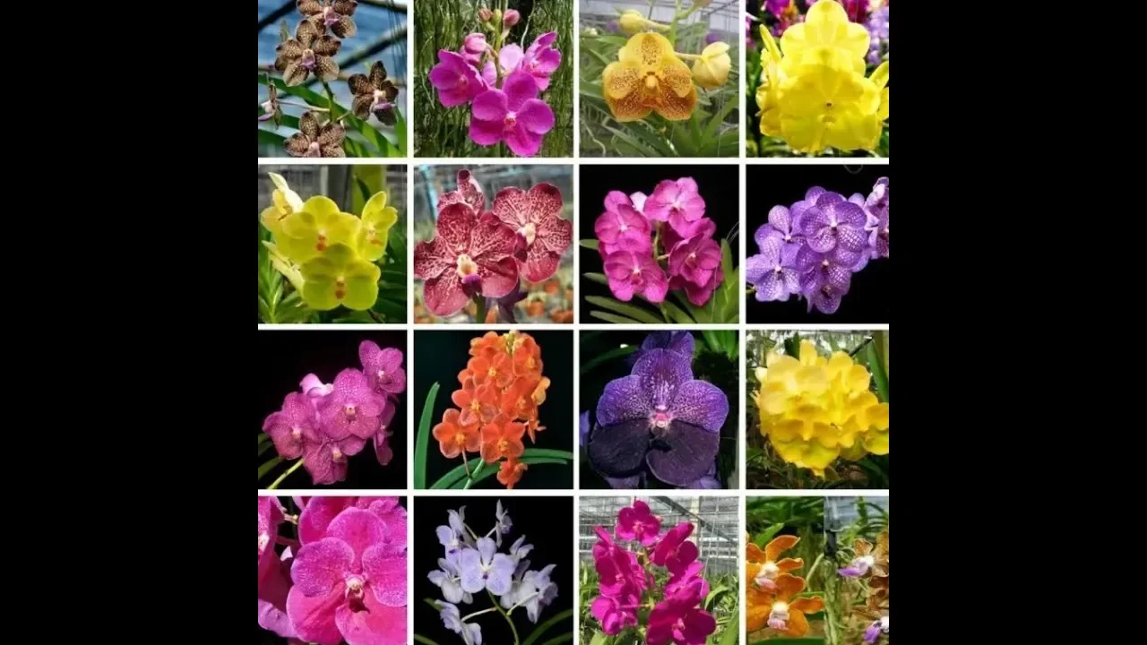 APRENDA A CUIDAR DE SUA ORQUÍDEA VANDA (RAÍZES EXPOSTAS OU NO VASO)