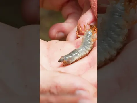 This Earthworm is Absolutely Massive!