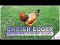Easter Egger Everything You Need To Know About This Chicken