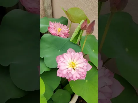 ছাদ বাগানে পদ্ম 🪷#youtubeshorts #lotus #lotusflower #terrecegardening