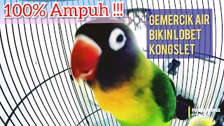 lovebird jadi kongslet hasil terapi gemercik air di kamar mandi