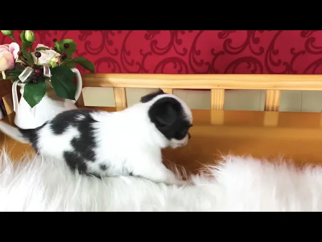 動画