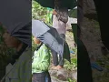 Download Lagu Baru bara ☂️⛈️ short video YouTube short video