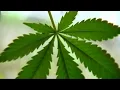 Ohio s first medical marijuana dispensaries open in Canton Sandusky