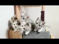 Download Lagu Lagu ning nang ning nang ooo kucing lucu