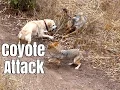 Coyote Attacks Cat - Dog Saves Cat