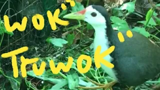 truwok aceng gondok truwok ijo 