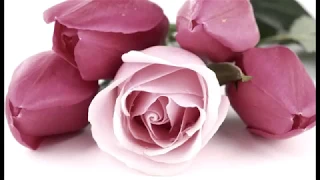 موسيقى ضميني دندنها