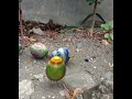 Easter GIF Short