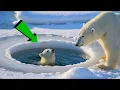 Download Lagu When Polar Bear Couldn't Save Her Cub. But You Won't Believe Who Came to the Rescue!