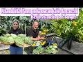Download Lagu ALHAMDULILLAH PANEN ANEKA MACAM KUBIS \u0026 ZUCCINI || HASILNYA MELIMPAH DAN SUBUR BANGET