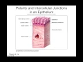 Chapter 4 Part1 Epithelial Tissues