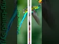 Download Lagu KECANTIKAN BURUNG KOLIBRI IMPORT #hummingbird #beautifulbird
