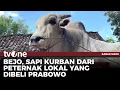 Download Lagu Sapi Kurban Presiden Prabowo di Sleman Diisolasi | Kabar Siang tvOne