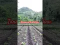 Lagu Tamanan tembakau petani mudahan berhasil amin #tembakau