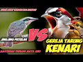 Download Lagu DUEL MESIN JAHIT JINGJING PETULAK VS GEREJA TARUNG KENARI || PETULAK JINGJING SAMBUNG GEREJA KENARI