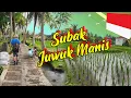 Download Lagu Bali's Rice Fields That Hide a 1,000 Year Old Secret! (Indonesia)