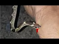 Download Lagu यह सांप🐍बिना ज़हर का होता है ( Common wolf snake)
