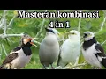 Download Lagu Masteran kombinasi 4 in 1 jalak suren, jalak hongkong, jalak putih dan jalak bali