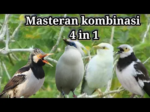 Download MP3 Masteran kombinasi 4 in 1 jalak suren, jalak hongkong, jalak putih dan jalak bali