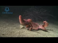 Download Lagu Best of Indonesia on Dive Damai