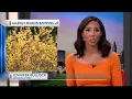 What to know as allergy season ramps up in central Ohio