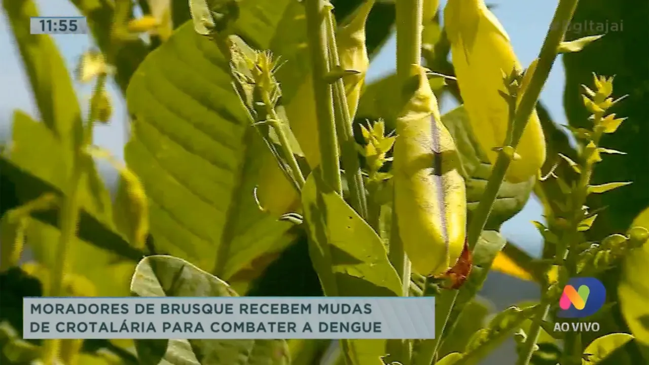 Moradores de Brusque recebem mudas de crotalária para combater dengue