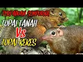 Download Lagu 🛑SUARA PERPADUAN TUPAI TANAH DAN TUPAI KEKES UNTUK PIKAT TERBAIK