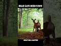 Lagu Bear Kills Fawn (Why We Hunt Bears)