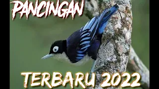 pancingan rambatan doraemon bahan u0026 gacor ampuh rambatan doraemon gacor rambatan doraemon jantan