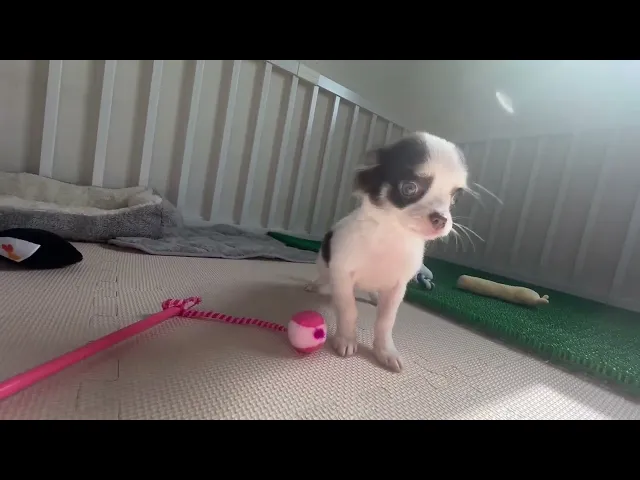 動画