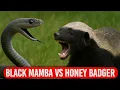 Download Lagu Black Mamba vs Honey Badger: Nature’s Most FEARLESS Duel