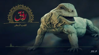  رو ق   الضب الأبيض  الأغنية الكاملة دندنها