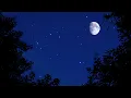 Cricket Noise for Sleeping 10 Hours Binaural Nighttime Ambience Nature Sleep Sounds