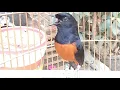 Lagu White Rumped Shama singing it's beautiful song | bird calls | #SwallowBird