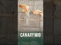 Download Lagu 🧡2 #kenari #bird #birdsounds #birds #singing #canary #chirping #lovebirds #lovebird #canarias #cute