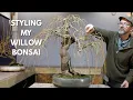 Secrets of styling an award-winning willow bonsai