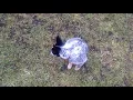 Mini blue heeler shed hunting