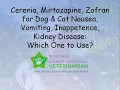 Cerenia Mirtazapine Zofran Dog Cat Nausea Vomiting Inappetence Kidney Disease Which to Use