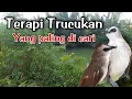 Download Lagu TERAPI TRUCUKAN STRES Dengan suara air AMPUH mengatasi TRUCUK STRES Macet bunyi BIAR CEPAT GACOR