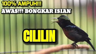 masteran konin terbaik isian cililin ini cocok buat materi kolibri ninja anda
