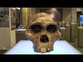 The Pattern Nobody Expected: All Female H. Naledi Fossils