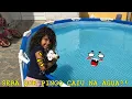 Download Lagu SERÁ QUE PINGO CAIU NA PISCINA??
