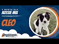 6 Month Old Pyrenees Mix Best Aussie Mix Training Off Leash K9 Board Train Missouri