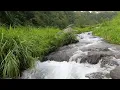 Download Lagu Suara Air Mengalir dari Sungai di Hutan - Meditasi dan Mindfulness #fokus