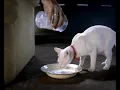 Iklan Entrasol Gold - Kitten Gold (2004) @ Indosiar, SCTV, Trans TV, TPI, RCTI, Lativi, \u0026 TV7