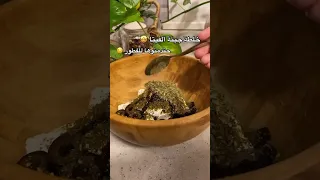 خلطة جبنة الفيتا رهييييييبه للفطور 