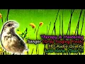 Download Lagu Suara Sanger Betina Gacor Nembak Paling Dicari
