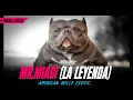 Mr Miagi LA LEYENDA AMERICAN BULLY EXOTIC