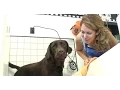 Barks-n-Bubbles Self Serve Pet Grooming - Centereach NY